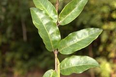 Ligustrum walkeri